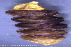 Alysicarpus sanjappae